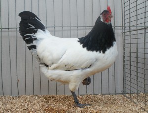 hv96 LVM Berhard Olbers